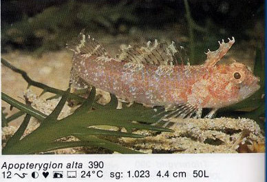 Apopterygion alta